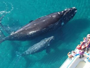 Tours in Puerto Vallarta