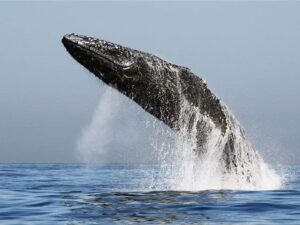 Avistamiento de ballenas en puerto vallarta