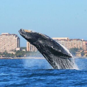 Avistamiento de ballenas en puerto vallarta