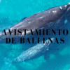 avistamiento de Ballenas