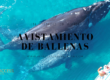 avistamiento de Ballenas