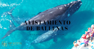 avistamiento de Ballenas